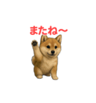 うごいて楽しい動物園「柴犬」（個別スタンプ：22）