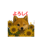 うごいて楽しい動物園「柴犬」（個別スタンプ：23）