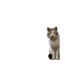動くぜ！猫島の猫たち（個別スタンプ：1）