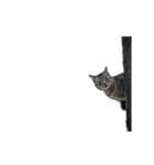 動くぜ！猫島の猫たち（個別スタンプ：2）