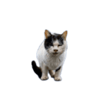 動くぜ！猫島の猫たち（個別スタンプ：4）