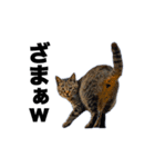 動くぜ！猫島の猫たち（個別スタンプ：5）