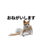 動くぜ！猫島の猫たち（個別スタンプ：6）