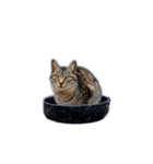 動くぜ！猫島の猫たち（個別スタンプ：10）