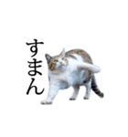 動くぜ！猫島の猫たち（個別スタンプ：11）