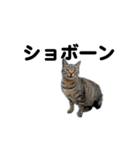 動くぜ！猫島の猫たち（個別スタンプ：12）