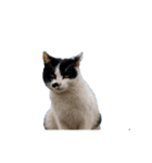 動くぜ！猫島の猫たち（個別スタンプ：13）