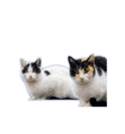 動くぜ！猫島の猫たち（個別スタンプ：14）
