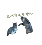 とらの日常【動く猫スタンプ】（個別スタンプ：1）