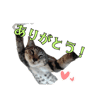 とらの日常【動く猫スタンプ】（個別スタンプ：2）