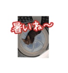 とらの日常【動く猫スタンプ】（個別スタンプ：4）