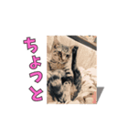 とらの日常【動く猫スタンプ】（個別スタンプ：5）