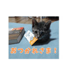 とらの日常【動く猫スタンプ】（個別スタンプ：6）