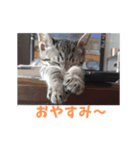 とらの日常【動く猫スタンプ】（個別スタンプ：7）