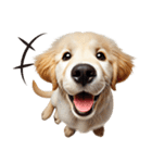 ゴールデンレトリバー子犬★返信スタンプ（個別スタンプ：1）