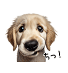 ゴールデンレトリバー子犬★返信スタンプ（個別スタンプ：4）