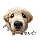 ゴールデンレトリバー子犬★返信スタンプ（個別スタンプ：12）