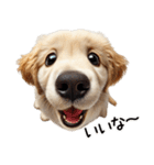 ゴールデンレトリバー子犬★返信スタンプ（個別スタンプ：19）