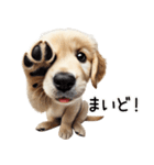 ゴールデンレトリバー子犬★返信スタンプ（個別スタンプ：25）