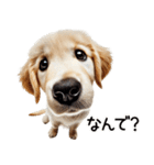 ゴールデンレトリバー子犬★返信スタンプ（個別スタンプ：31）