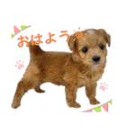 わんぱく犬、海飛スタンプ（個別スタンプ：1）