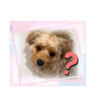 わんぱく犬、海飛スタンプ（個別スタンプ：2）