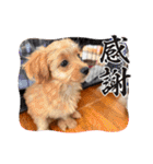 わんぱく犬、海飛スタンプ（個別スタンプ：4）