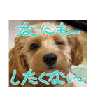 わんぱく犬、海飛スタンプ（個別スタンプ：5）