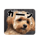 わんぱく犬、海飛スタンプ（個別スタンプ：6）