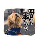 わんぱく犬、海飛スタンプ（個別スタンプ：7）