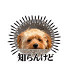 わんぱく犬、海飛スタンプ（個別スタンプ：8）