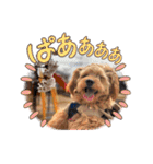 わんぱく犬、海飛スタンプ（個別スタンプ：10）