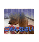 わんぱく犬、海飛スタンプ（個別スタンプ：12）