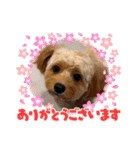わんぱく犬、海飛スタンプ（個別スタンプ：14）