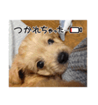 わんぱく犬、海飛スタンプ（個別スタンプ：15）