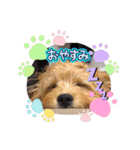 わんぱく犬、海飛スタンプ（個別スタンプ：16）