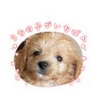 わんぱく犬、海飛スタンプ（個別スタンプ：19）