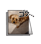 わんぱく犬、海飛スタンプ（個別スタンプ：20）