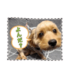 わんぱく犬、海飛スタンプ（個別スタンプ：22）
