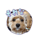 わんぱく犬、海飛スタンプ（個別スタンプ：23）