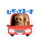わんぱく犬、海飛スタンプ（個別スタンプ：24）