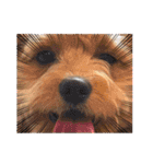 わんぱく犬、海飛スタンプ（個別スタンプ：25）