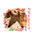 わんぱく犬、海飛スタンプ（個別スタンプ：26）