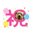 わんぱく犬、海飛スタンプ（個別スタンプ：27）