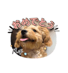 わんぱく犬、海飛スタンプ（個別スタンプ：28）