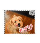 わんぱく犬、海飛スタンプ（個別スタンプ：31）