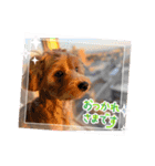 わんぱく犬、海飛スタンプ（個別スタンプ：32）