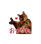 濱田家のネコ（個別スタンプ：1）