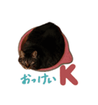 濱田家のネコ（個別スタンプ：2）