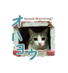 濱田家のネコ（個別スタンプ：3）